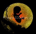 embrion 150x141 Неведомая зверюшка