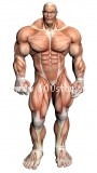 muscular anatomy 90x160 Анатомическая алгебра